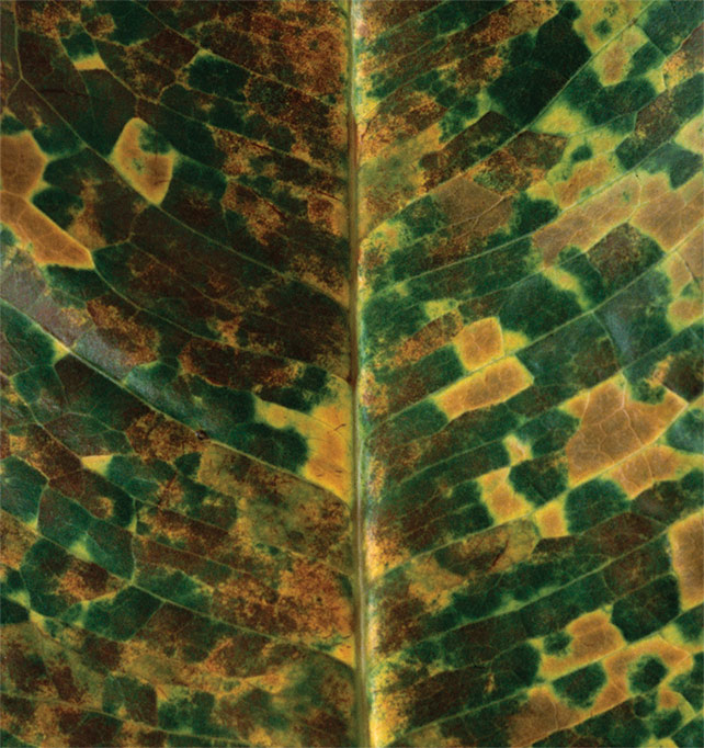 Simryn Gill, Jambu Sea, Jambu Air (2013) offset printed publication, Roygbiv editions, Sydney. Courtesy of the artist. [Reference to Like Leaves (Syzygium grandis), 2015]