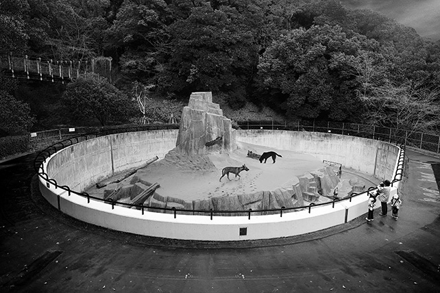 Robert Zhao, Singapore Wild Dogs – From the series Singapore 1925-2025, 2014, Archival Piezographic Print in frame, 121 cm x 84 cm