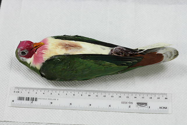 David Tan, Jambu Fruit Dove (Ptilinopus jambu)